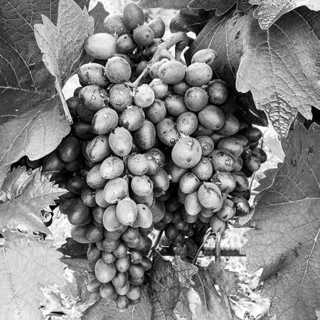 Photography on theme beautiful berry bush grape with natural leaves under clean sky, photo...