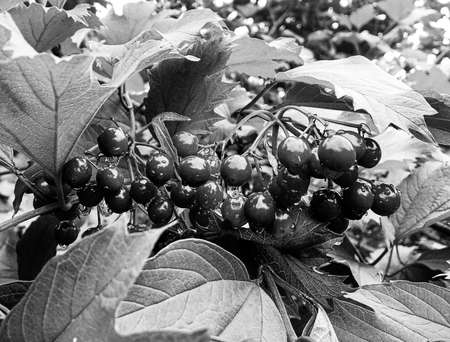 Photography on theme beautiful sour berry viburnum with natural texture under clean sky, photo...