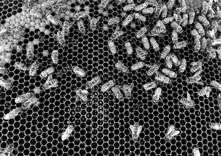 Abstract hexagon structure is honeycomb from bee hive filled with golden honey, honeycomb summer...