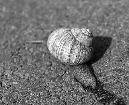 Big garden snail in shell crawling on wet road hurry home, snail Helix consists of edible tasty food coiled shell to protect body, natural animal snail in shell from slime can made nourishing creamの写真素材