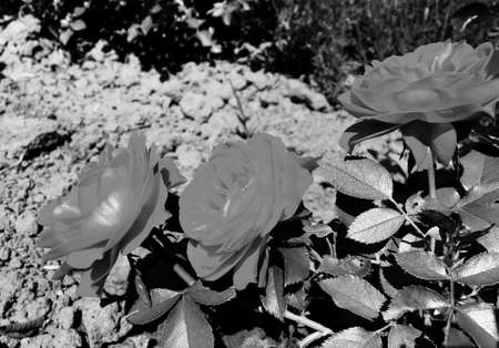 Bouquet wildflowers prickly rose blooming in garden with natural leaves, bouquet wildflowers prickly rose blooming to rural garden outdoors, floral bouquet wildflowers prickly rose blooming at gardenの写真素材