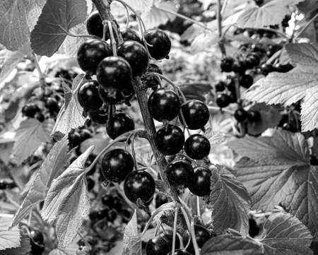 Photography on theme beautiful bush berry black currant with natural leaf under sky, photo...