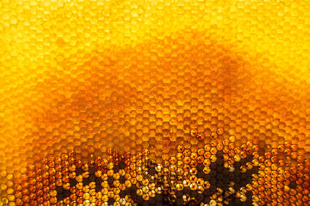 Drop of bee honey drip from hexagonal honeycombs filled with golden nectar, honeycombs summer...