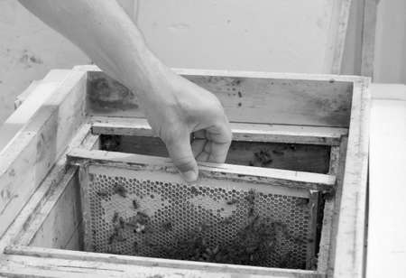 Winged bee slowly flies to beekeeper collect nectar on private apiary from live flowers. Apiary...