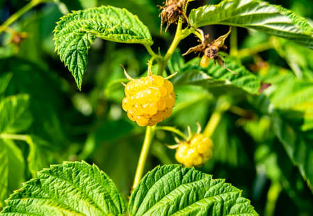 Photography for whole ripe berry red raspberry, green stem leaf for medicament medicine, raspberry photo consisting of branch berry, peel mature red sweet food, eat fresh red berry raspberry on healthの写真素材