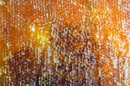 Drop of bee honey drip from hexagonal honeycombs filled with golden nectar, honeycombs summer composition consisting of drop natural honey, drip on wax frame bee, drop of bee honey drip in honeycombsの写真素材