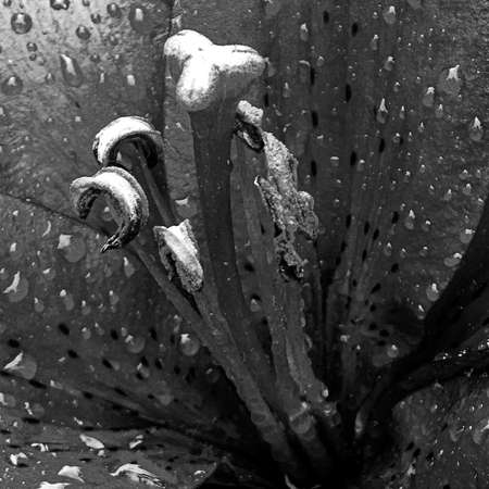 Bouquet wildflowers close up blooming in garden with natural leaves, beautiful bouquet wildflowers close up blooming to rural garden outdoors, floral bouquet wildflowers close up blooming at gardenの写真素材