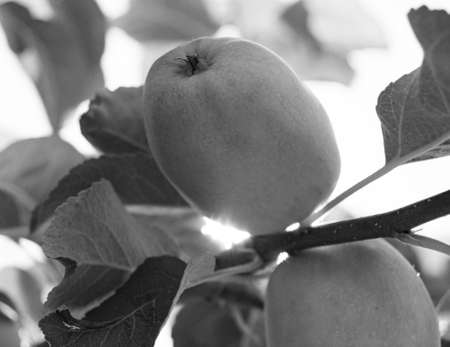Photography on theme beautiful fruit branch apple tree with natural leaves under clean sky, photo...