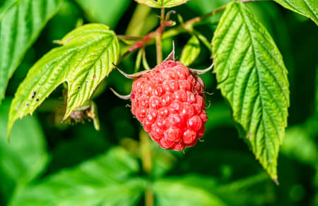 Photography for whole ripe berry red raspberry, green stem leaf for medicament medicine, raspberry...