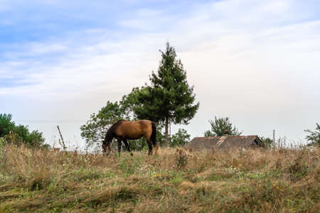 Beautiful wild brown horse stallion on summer flower meadow, equine eating green grass. Horse stallion with long mane portrait in standing position. Equine stallion outdoors, big horse equines.の写真素材