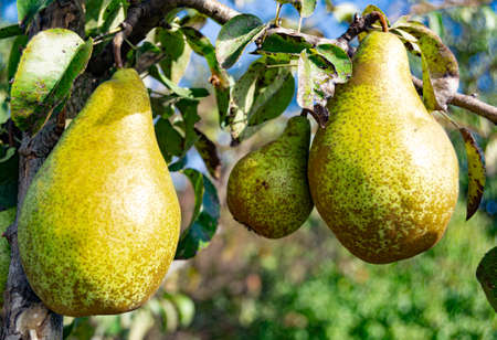 Photography on theme beautiful fruit branch pear tree with natural leaves under clean sky, photo consisting of fruit branch pear tree outdoors in rural, floral fruit branch pear tree in big gardenの写真素材