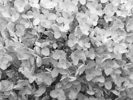 Bouquet wildflowers close up blooming in garden with natural leaves, beautiful bouquet wildflowers close up blooming to rural garden outdoors, floral bouquet wildflowers close up blooming at gardenの写真素材