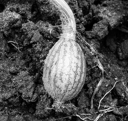 Photography on theme beautiful small berry watermelon with natural leaf under sky, photo consisting of tasty small berry watermelon outdoors in rural, small berry watermelon in big nature farm gardenの写真素材