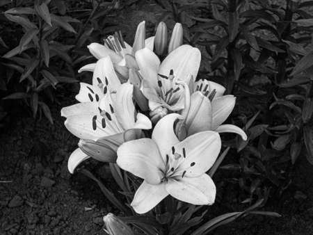 Bouquet wildflowers lily blooming in garden with natural leaves, beautiful bouquet wildflowers lily blooming to rural garden outdoors, floral bouquet wildflowers lily blooming at big street gardenの写真素材