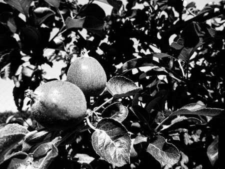 Photography on theme beautiful fruit branch apple tree with natural leaves under clean sky, photo...