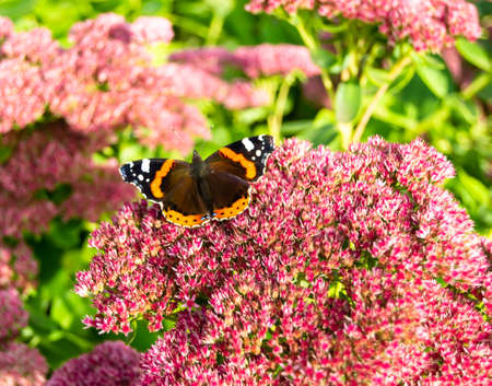 Photography to theme beautiful black butterfly Monarch on meadow flower. Photo consisting of...