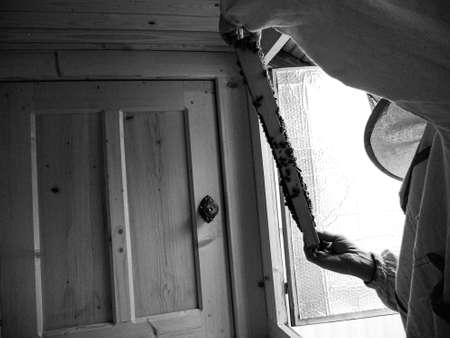 Winged bee slowly flies to beekeeper collect nectar on private apiary from live flowers, apiary consisting of village beekeeper, floret dust on bee legs, beekeeper for bee on background large apiaryの写真素材