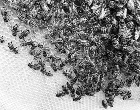 Abstract hexagon structure is honeycomb from bee hive filled with golden honey, honeycomb summer composition consisting of gooey honey from bee village, honey rural of bees honeycombs to countrysideの写真素材