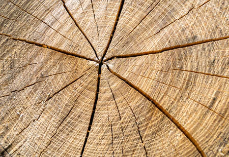 Beautiful wooden fracture old oak, natural texture close up, texture consisting of old surface wooden fracture oak, striped texture wooden old oak, decorative tabby fracture for wallpaper backgroundの写真素材