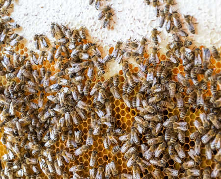 Abstract hexagon structure is honeycomb from bee hive filled with golden honey, honeycomb summer composition consisting of gooey honey from bee village, honey rural of bees honeycombs to countrysideの写真素材