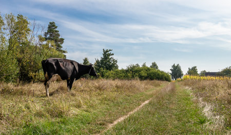 Photography on theme beautiful big milk cow grazes on green meadow under blue sky. Photo consisting of milk cow with long tail eat straw on meadow. Milk cow in grass meadow for tasty white liquid.の写真素材