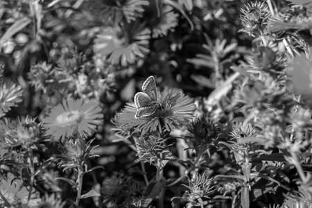 Photography to theme beautiful black butterfly Monarch on meadow flower, photo consisting of butterfly Monarch in meadow flower waving his bright wings, body old butterfly Monarch to meadow flowerの写真素材