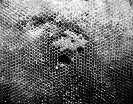 Abstract hexagon structure is honeycomb from bee hive filled with golden honey, honeycomb summer composition consisting of gooey honey from bee village, honey rural of bees honeycombs to countrysideの写真素材