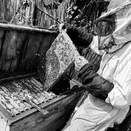 Winged bee slowly flies to beekeeper collect nectar on private apiary from live flowers, apiary...