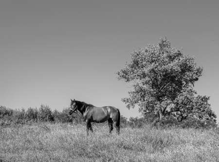 Beautiful wild brown horse stallion on summer flower meadow, equine eating green grass, horse stallion with long mane portrait in standing position, equine stallion outdoors, big horse equinesの写真素材