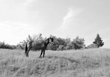 Beautiful wild brown horse stallion on summer flower meadow, equine eating green grass, horse stallion with long mane portrait in standing position, equine stallion outdoors, big horse equinesの写真素材