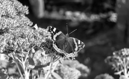 Photography to theme beautiful black butterfly Monarch on meadow flower, photo consisting of butterfly Monarch in meadow flower waving his bright wings, body old butterfly Monarch to meadow flowerの写真素材