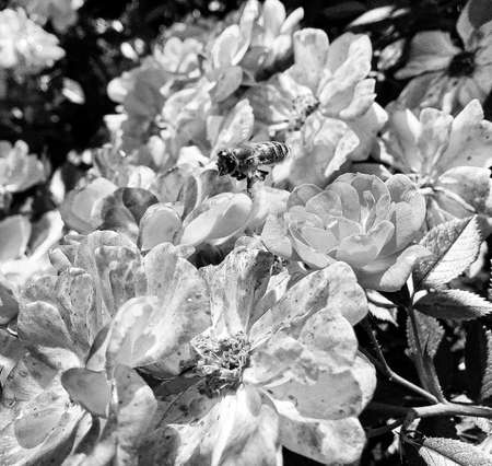 Winged bee slowly flies to the plant, collect nectar for honey on private apiary from flower, honey clip consisting for beautiful flowers, yellow pollen on bees legs, sweet nectar honeyed bee honeyの写真素材