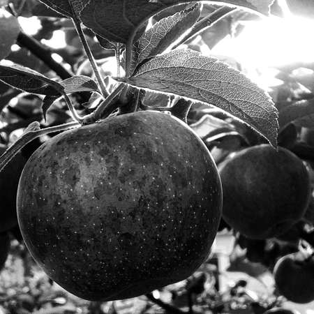 Photography on theme beautiful fruit branch apple tree with natural leaves under clean sky, photo...