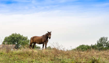 Beautiful wild brown horse stallion on summer flower meadow, equine eating green grass. Horse stallion with long mane portrait in standing position. Equine stallion outdoors, big horse equines.の写真素材