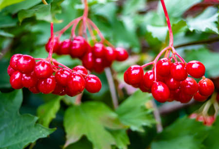Photography on theme beautiful sour berry viburnum with natural texture under clean sky, photo consisting of many sour berry viburnum outdoors in rural, floral sour berry viburnum in big nature gardenの写真素材