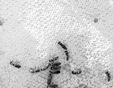 Abstract hexagon structure is honeycomb from bee hive filled with golden honey, honeycomb summer...