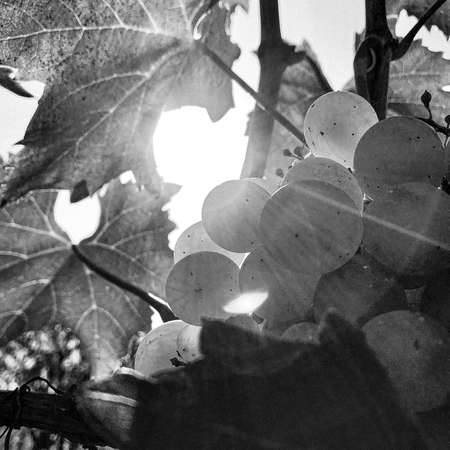 Photography on theme beautiful berry bush grape with natural leaves under clean sky, photo consisting of berry bush grape outdoors in rural, botanical floral berry bush grape in big nature farm gardenの写真素材