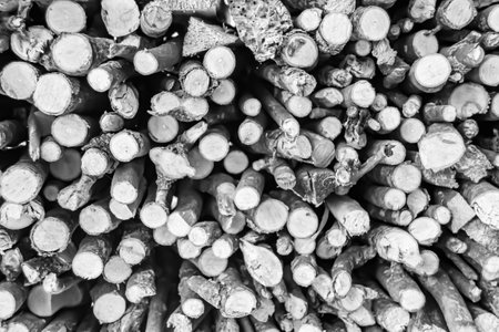 Photography on theme big wall of stacked oak tree logs in cracks, photo consisting of old oak tree logs on nature background, oak tree logs from textured round annual rings with stripes of various sizesの写真素材