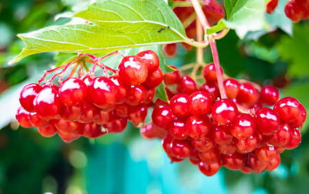 Photography on theme beautiful sour berry viburnum with natural texture under clean sky, photo...