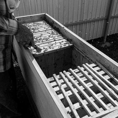 Winged bee slowly flies to beekeeper collect nectar on private apiary from live flowers, apiary...