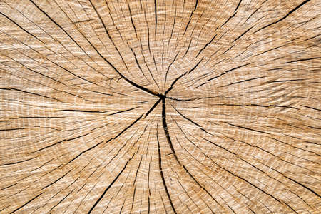 Beautiful wooden fracture old oak, natural texture close up, texture consisting of old surface wooden fracture oak, striped texture wooden old oak, decorative tabby fracture for wallpaper backgroundの写真素材