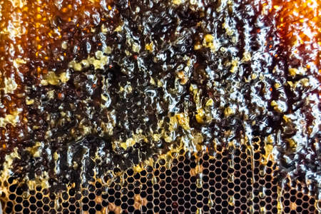 Drop of bee honey drip from hexagonal honeycombs filled with golden nectar, honeycombs summer composition consisting of drop natural honey, drip on wax frame bee, drop of bee honey drip in honeycombsの写真素材