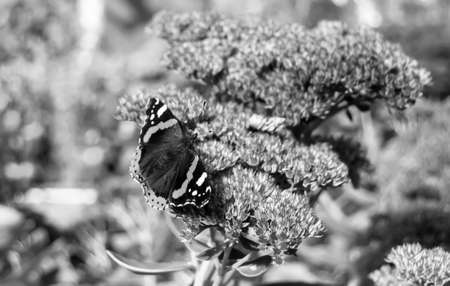 Photography to theme beautiful black butterfly Monarch on meadow flower, photo consisting of...