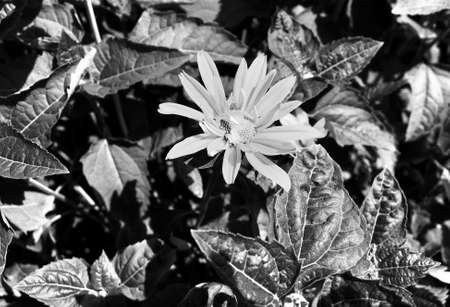 Bouquet wildflowers chamomile blooming in garden with natural leaves, beautiful bouquet wildflowers chamomile blooming to rural garden outdoors, floral bouquet wildflowers chamomile blooming at gardenの写真素材