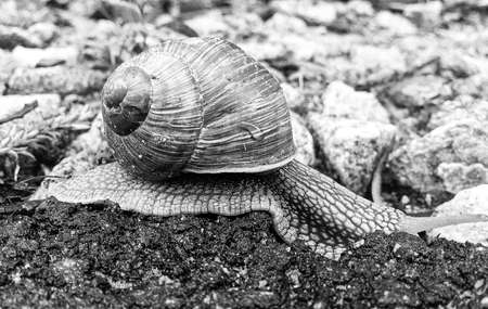Big garden snail in shell crawling on wet road hurry home, snail Helix consists of edible tasty food coiled shell to protect body, natural animal snail in shell from slime can made nourishing creamの写真素材