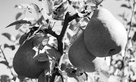 Photography on theme beautiful fruit branch pear tree with natural leaves under clean sky, photo...