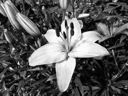 Bouquet wildflowers lily blooming in garden with natural leaves, beautiful bouquet wildflowers lily blooming to rural garden outdoors, floral bouquet wildflowers lily blooming at big street gardenの写真素材