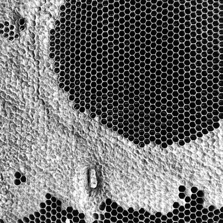 Abstract hexagon structure is honeycomb from bee hive filled with golden honey, honeycomb summer composition consisting of gooey honey from bee village, honey rural of bees honeycombs to countrysideの写真素材