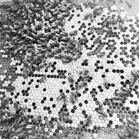 Abstract hexagon structure is honeycomb from bee hive filled with golden honey, honeycomb summer...