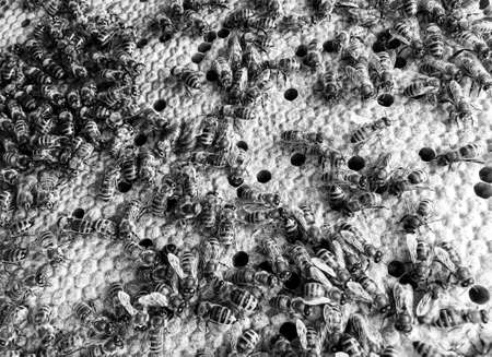 Abstract hexagon structure is honeycomb from bee hive filled with golden honey, honeycomb summer composition consisting of gooey honey from bee village, honey rural of bees honeycombs to countrysideの写真素材